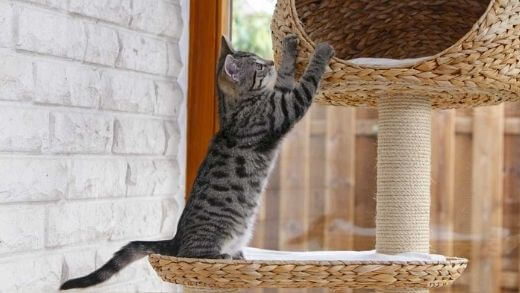 why-do-felines-love-cat-trees