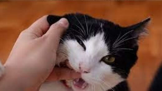 why-does-mycat-lick-me