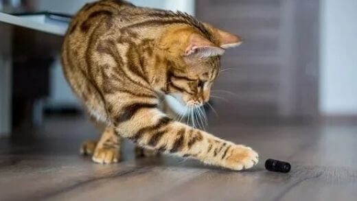 cats-knock-everything-over