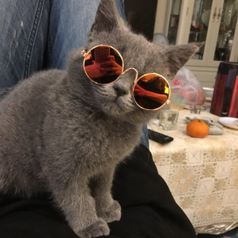 Aviator Cat Glasses