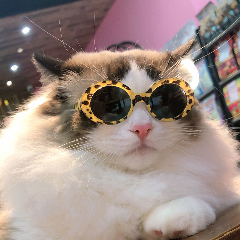 Fashion Glasses for cats
