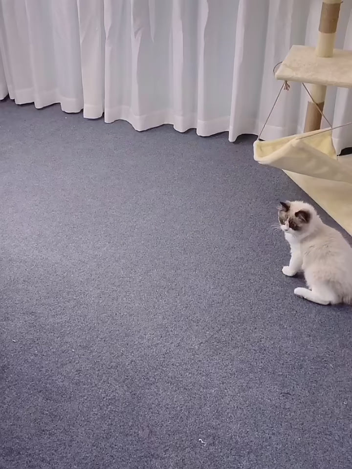 cat-egg-bed