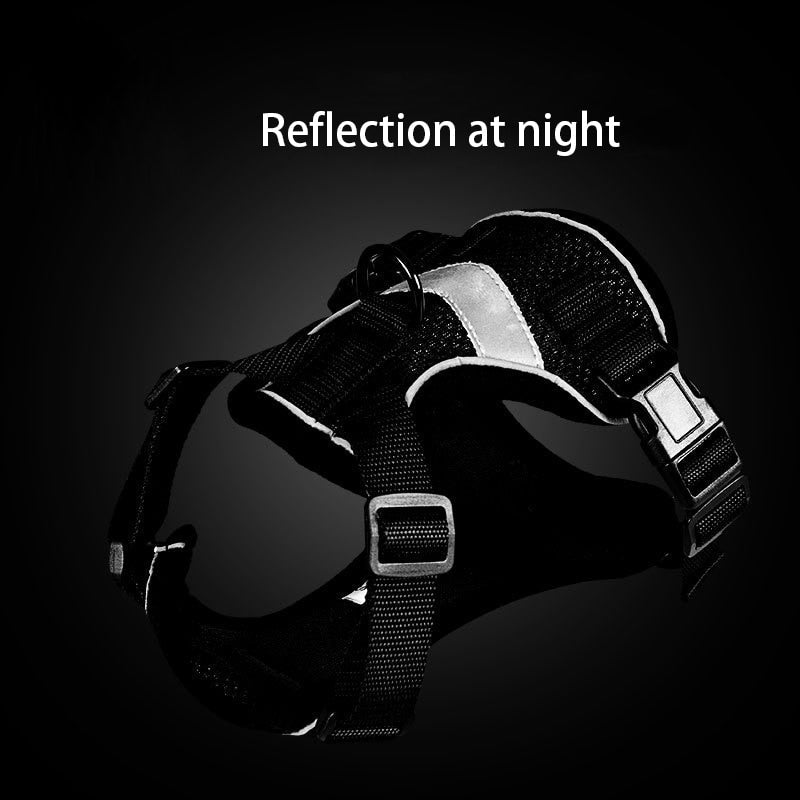 Bengal Cat Harness - cat harness leash