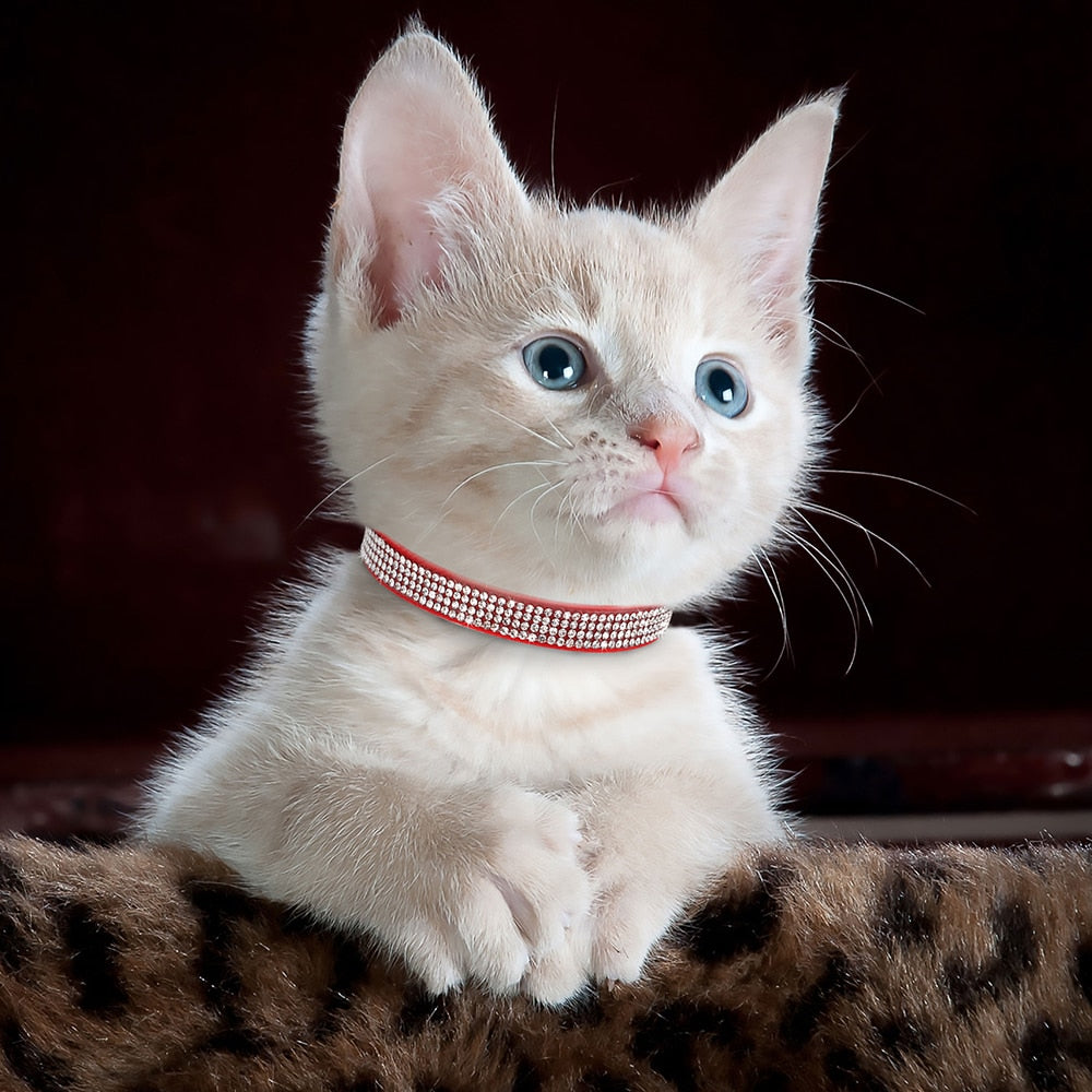 Bling Cat Collars - Cat collars