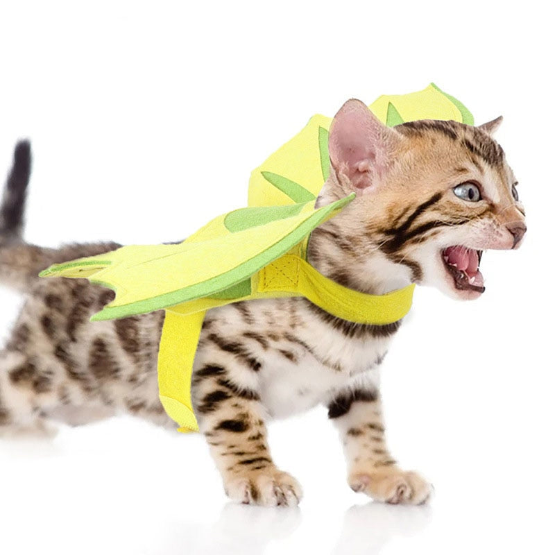 Butterfly Costume for Cat