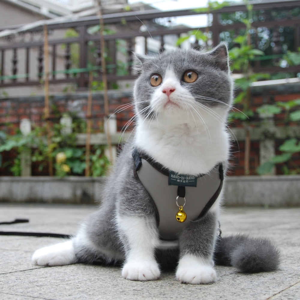 Cat Bell Walk Harness - cat harness leash