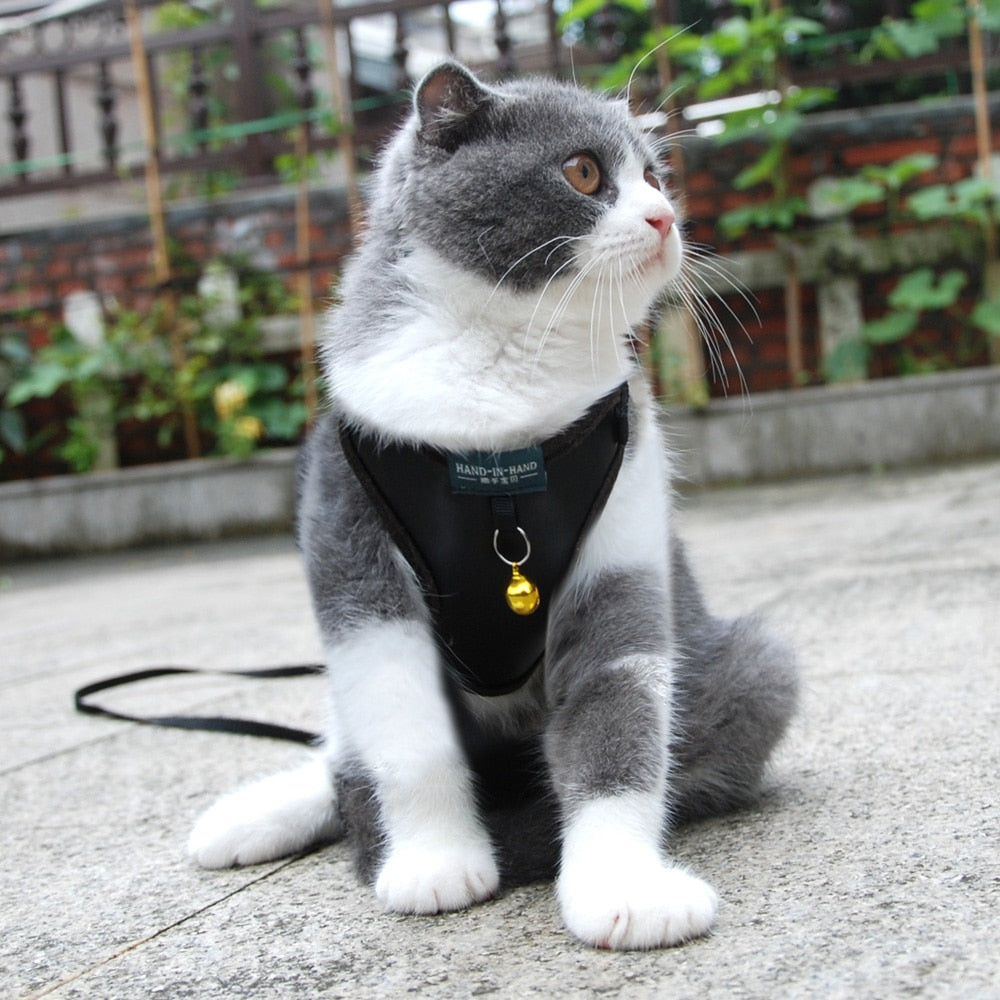 Cat Bell Walk Harness - cat harness leash