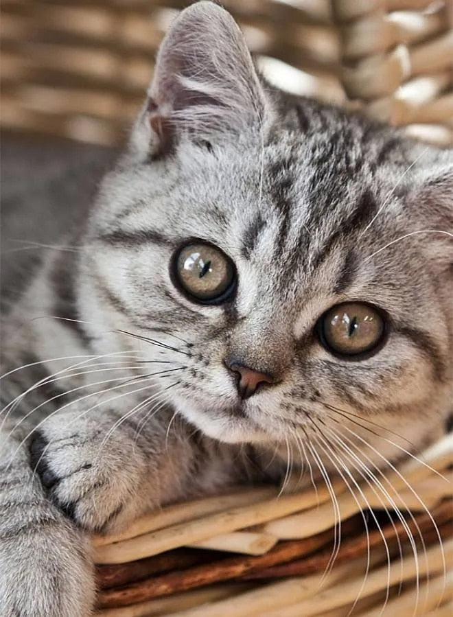 Cat Face Diamond Painting - Beige / Square Drill 20X30cm