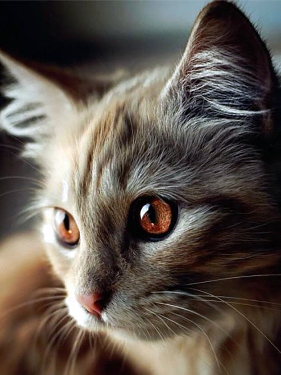 Cat Face Diamond Painting - Black / Square Drill 20X30cm