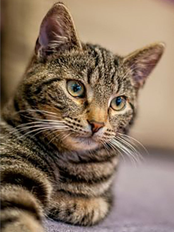 Cat Face Diamond Painting - Gold / Square Drill 20X30cm