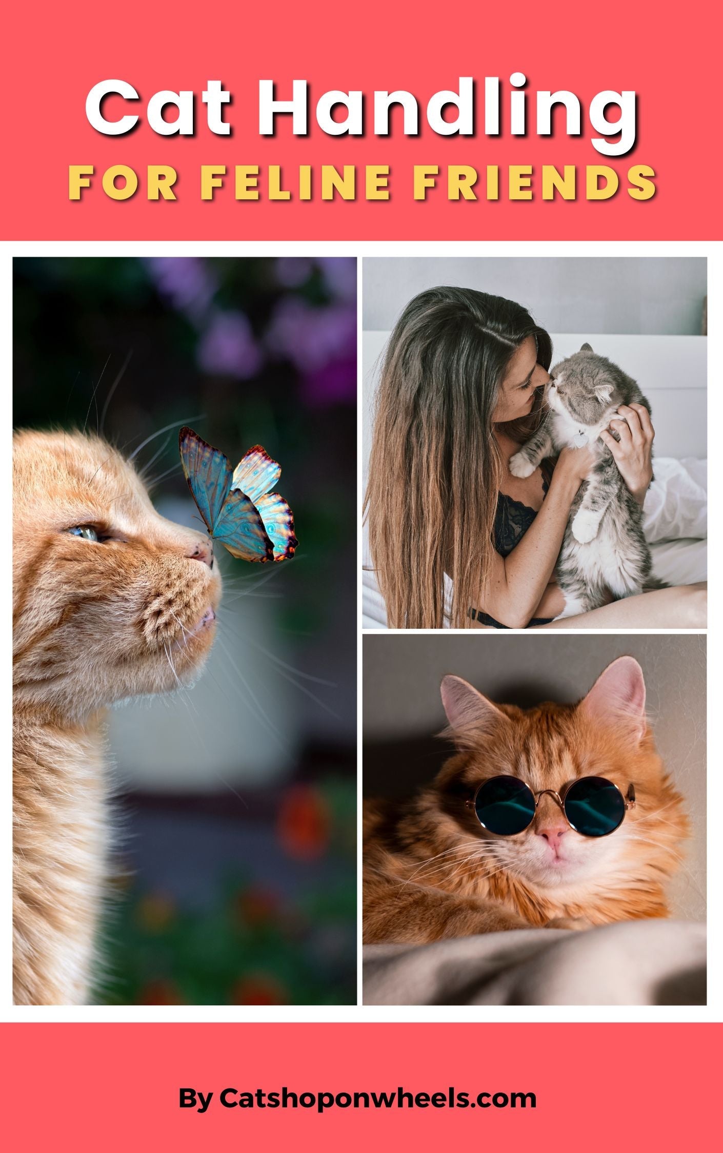 cat-handling-book