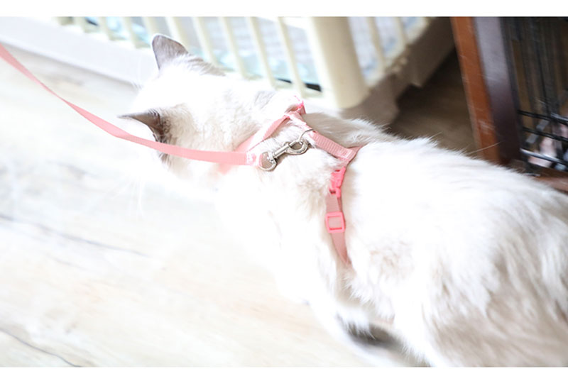 Cat Harness with Neck Buckle - cat harness leash