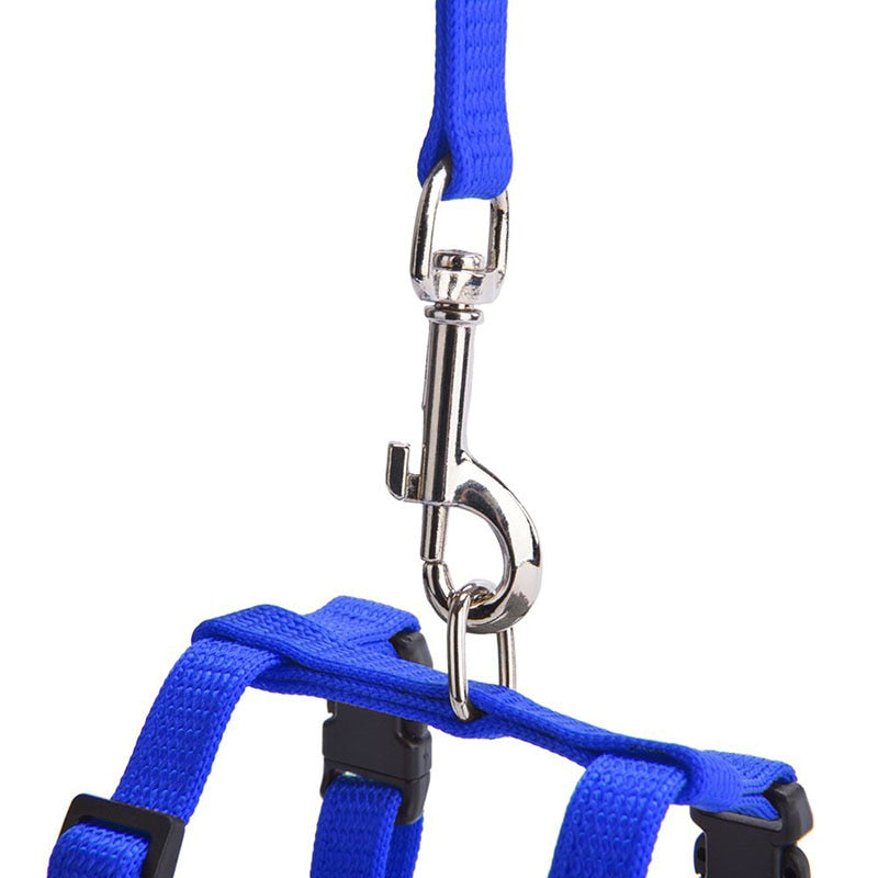 Cat Harness with Neck Buckle - cat harness leash