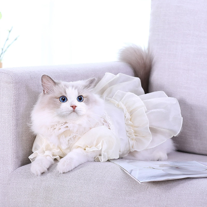 Cute Costumes for Cats