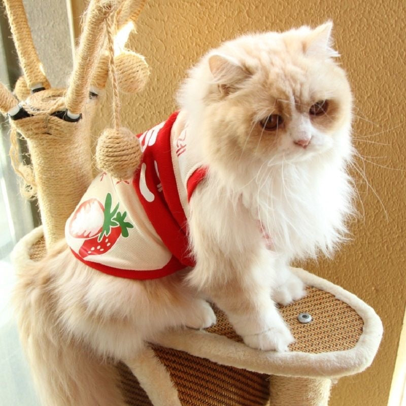 Cute Milk Clothes for Cats - Clothes for cats