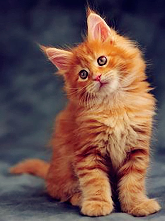 Cute Orange Cat Diamond Painting - Navy Blue / Square Drill