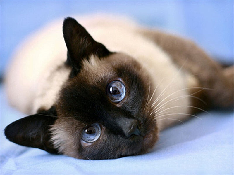 Diamond Painting Siamese Cat - Powder Blue / Square Drill