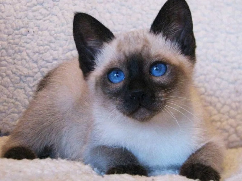 Diamond Painting Siamese Cat - Beige / Square Drill 30X20cm