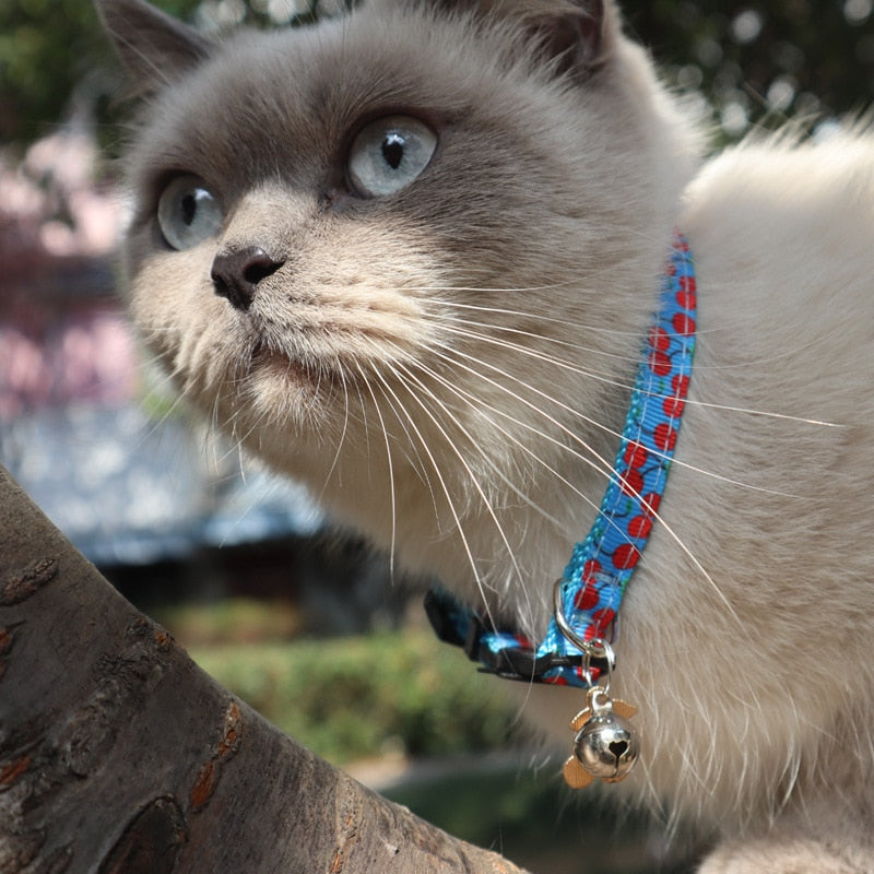 Elastic Fruit Collars for Cats - Cat collars
