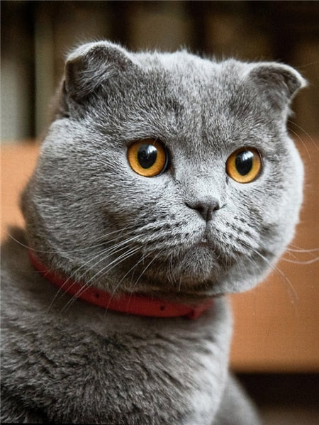 Fat Cat Diamond Painting - Beige / 15x20cm Square Drill