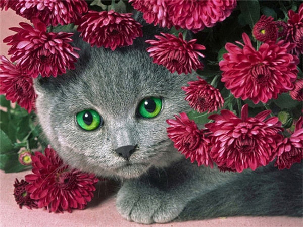 Fat Cat Diamond Painting - Red / 15x20cm Square Drill