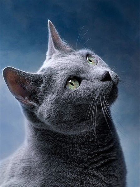 Fat Cat Diamond Painting - Blue / 15x20cm Square Drill