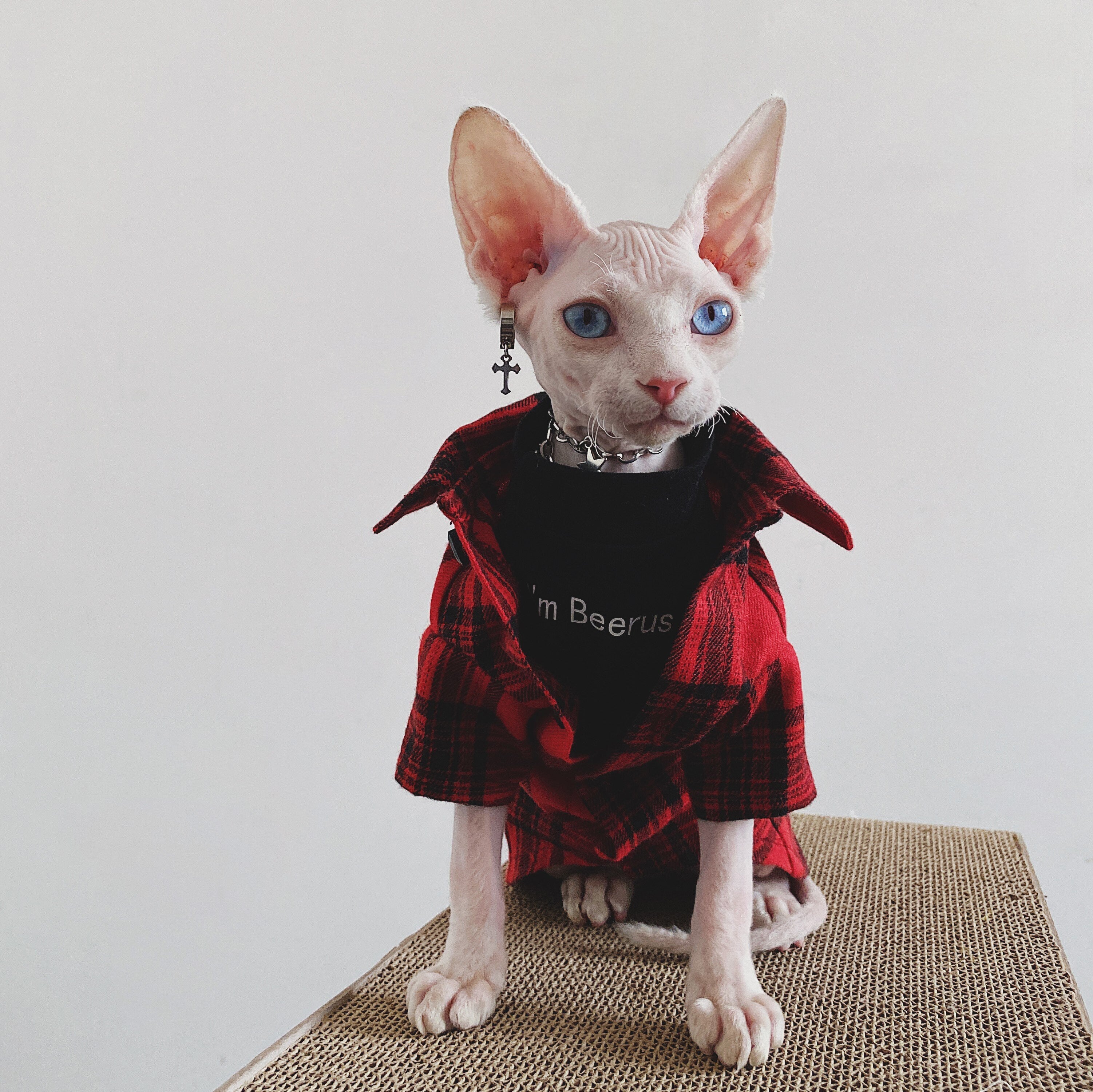 Flannel Shirt for Cat - Shirts for Cats