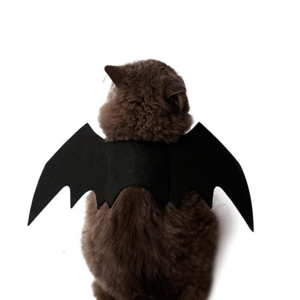 Halloween Costumes for Black Cats