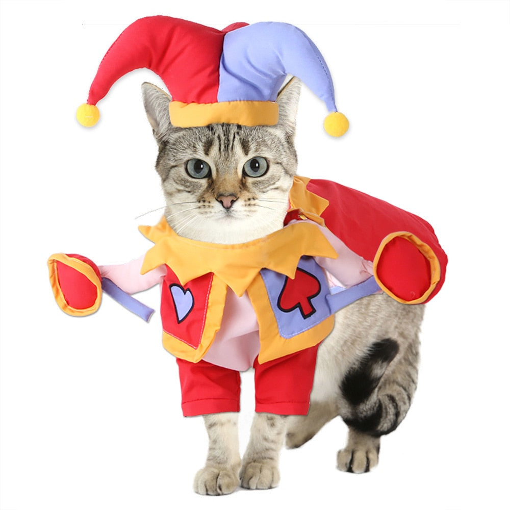 Cat Wearing Costume