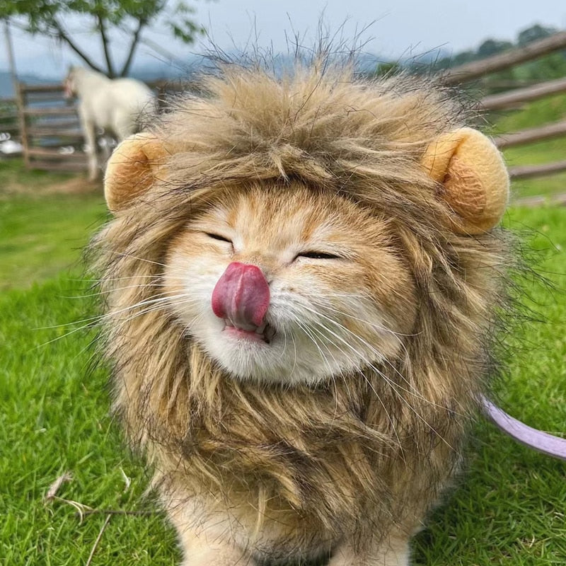 Lion Costume for Cat