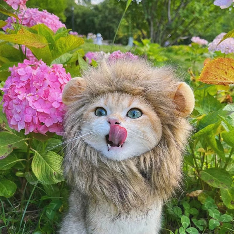 Lion Costume for Cat