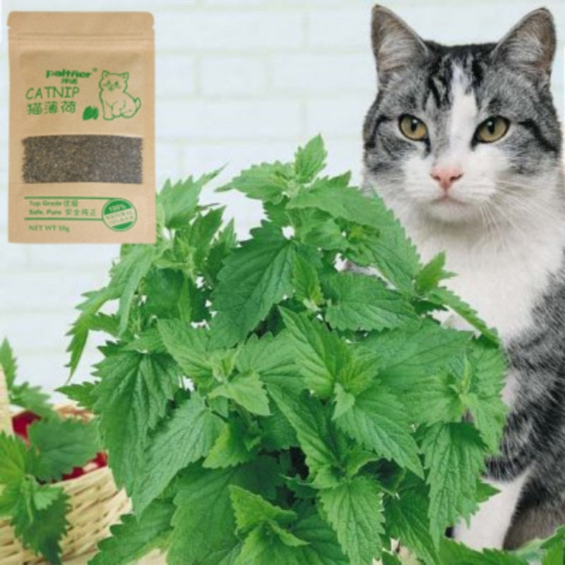 Organic Catnip
