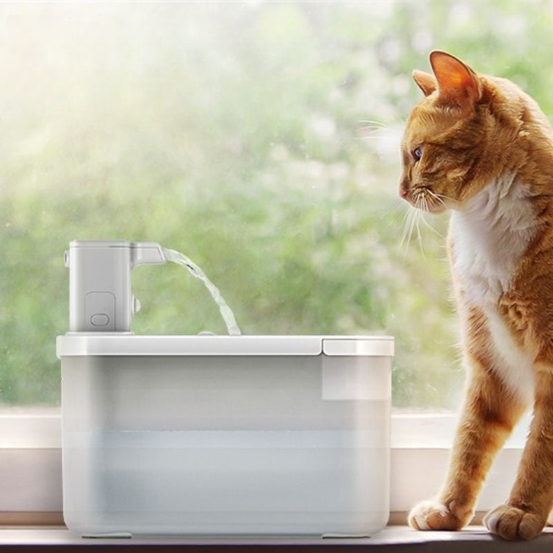 quiet-cat-water-fountain