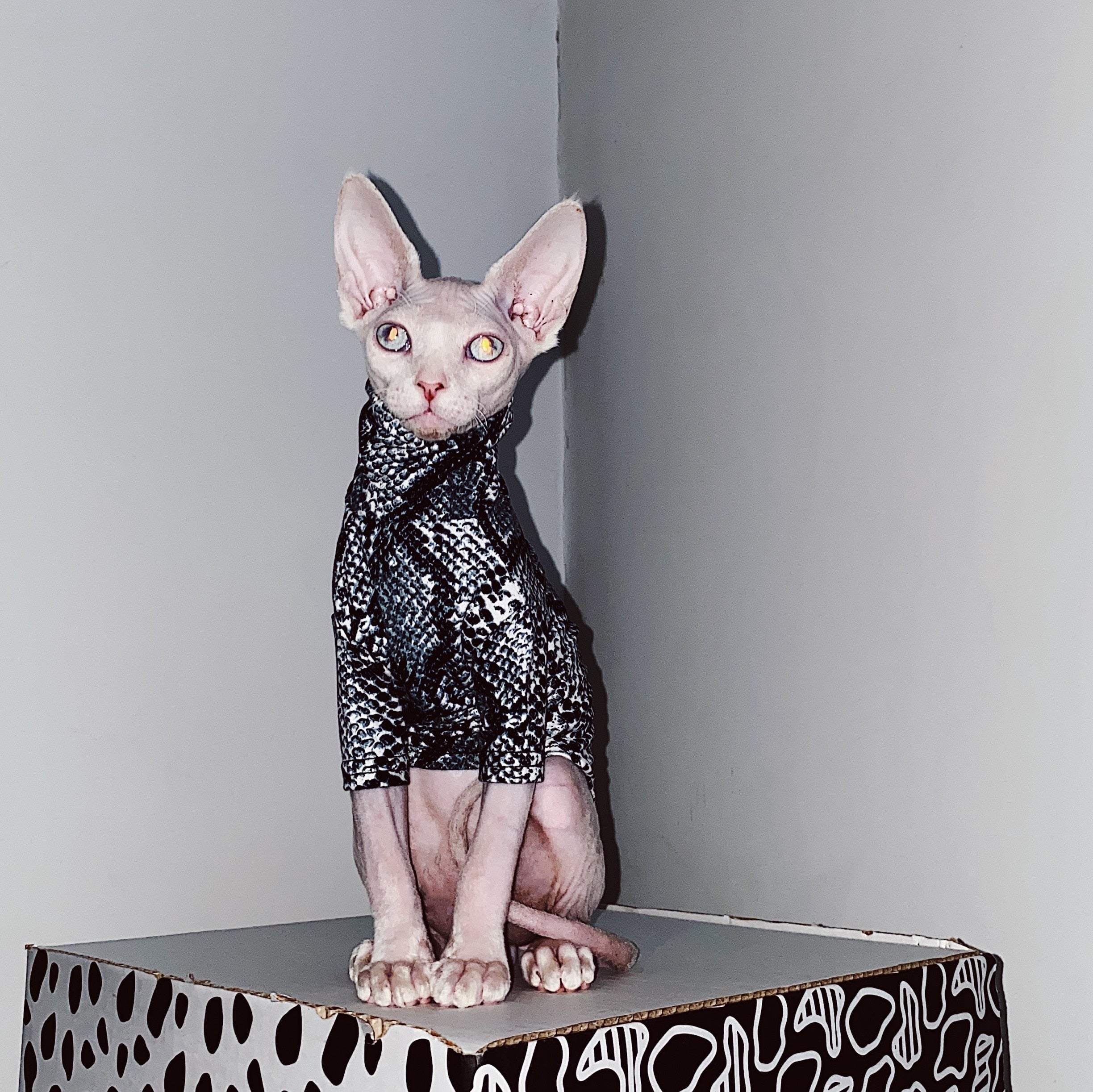 Shirts for Sphynx Cats - Shirts for Cats