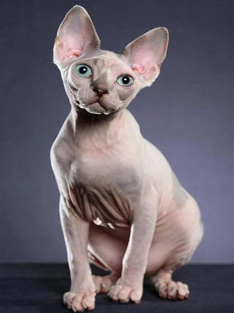 Sphynx Hairless Cat Diamond Painting - White / Full Square