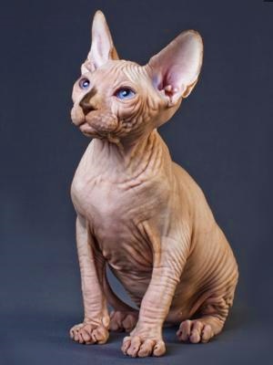 Sphynx Hairless Cat Diamond Painting - Beige / Full Square