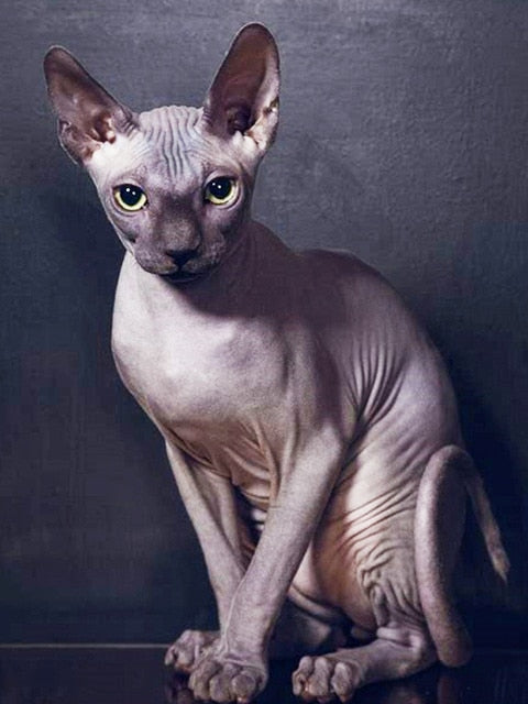 Sphynx Hairless Cat Diamond Painting - Purple / Full Square