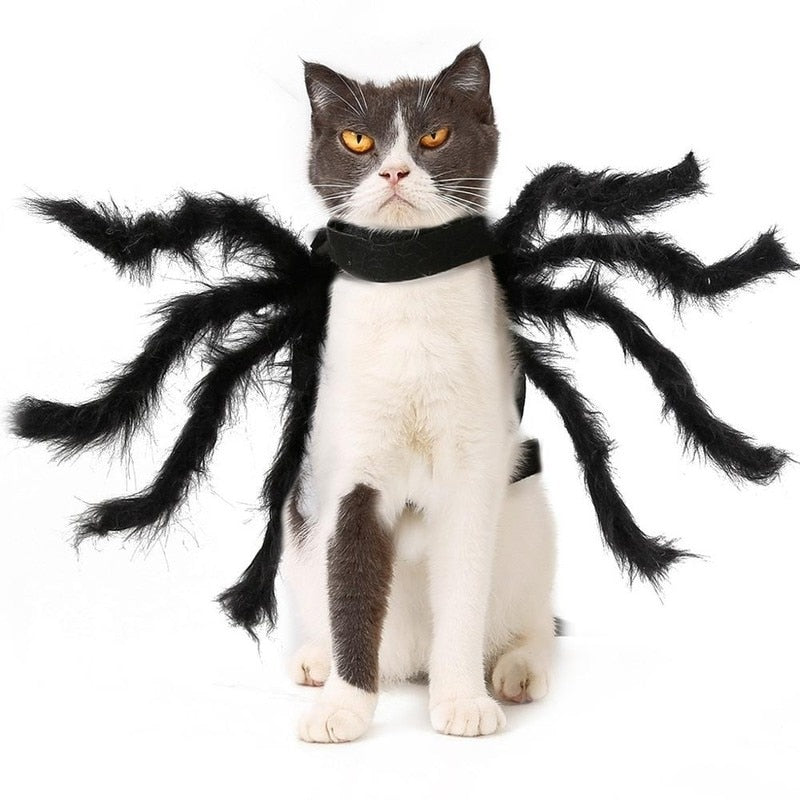 Spider Costume for Cat