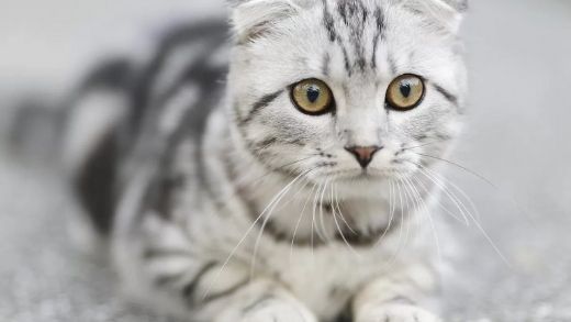 10 Breeds of Cats that Behave Like Real Dogs