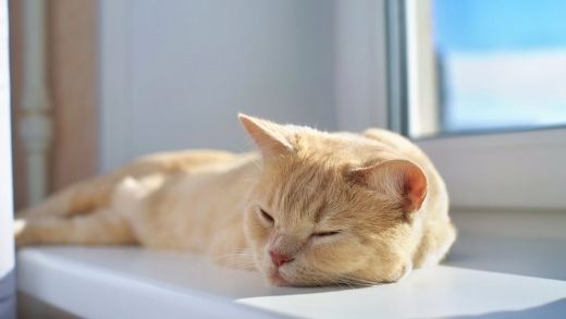 11 Signs and Symptoms That Your Cat Is Dying