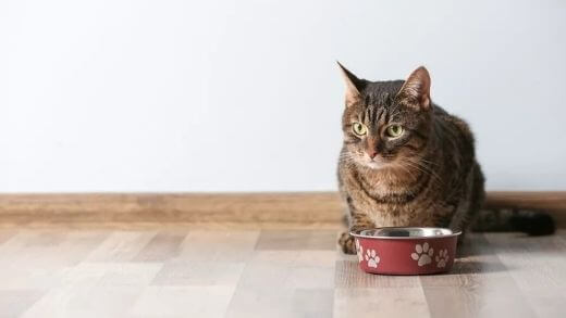 15 Reasons Why Your Cat Won’t Eat!
