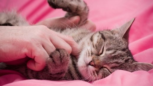 17 Signs that Your Cat Loves You and is Happy!