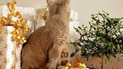 gift-ideas-for-cat-lovers