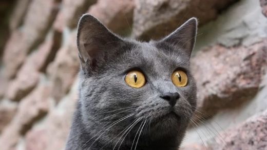 3 Meanings of the Cat’s Pupils Shape. What do the Cat’s Eyes mean?