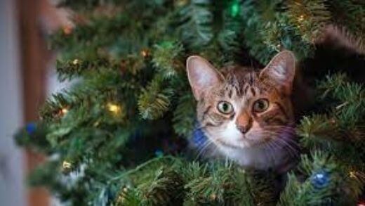 why-some-cats-dont-like-christmas