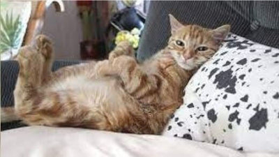 3-toys-so-your-cat-doesnt-get-bored-while-youre-away