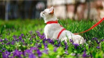 train-your-cat-to-walk-on-a-leash