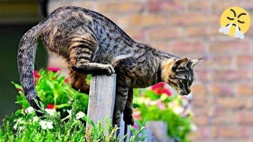 keep-cats-garden