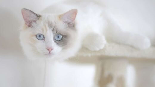 9 of the Most Beautiful Breeds of White Cats