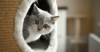 Best Cat trees